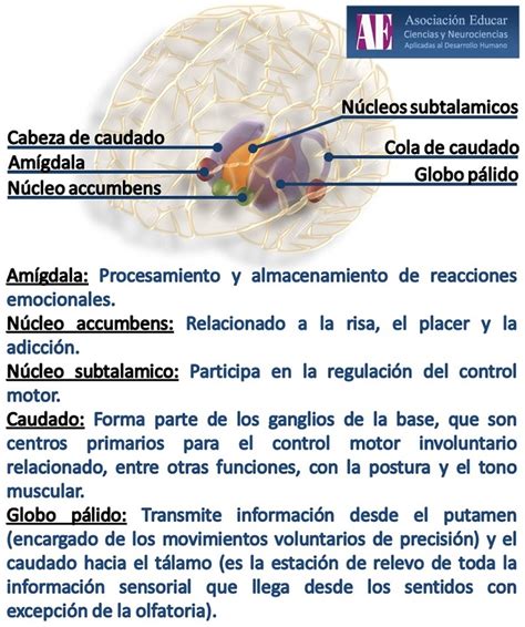 Ilustracion Neurociencias Cabeza De Caudado Am Gdala N Cleo