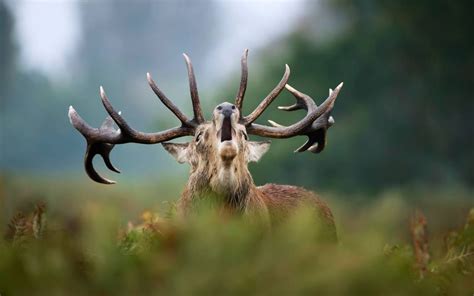 Le Brame Du Cerf La Terre Est Un Jardin