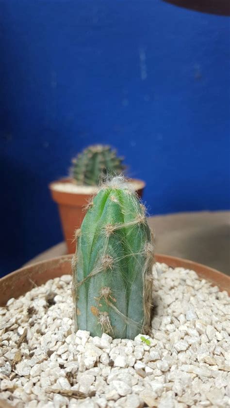 Épinglé par Gretel Jiménez sur mis cactus