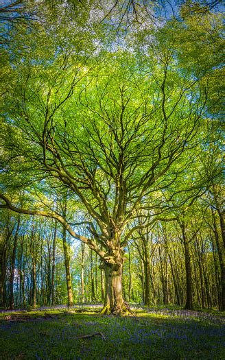 Pohon Beech Yang Megah Dengan Kanopi Hijau Yang Menjulang Jauh Di Dalam