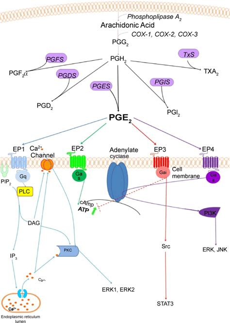 The Role Of PGE2 And Its Corresponding Receptors Ep1 4 In Oesophageal