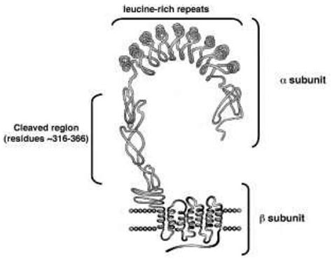 Tsh Receptor Structure The Model Of Full Length Tshr Tshr Has A Large