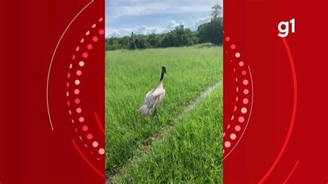 V Deo Tuiui Resgatado Ap S Ser Baleado Devolvido Natureza Em Mt