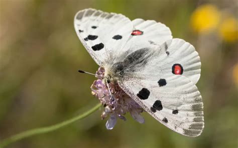 Apollo Butterfly: Identification, Life Cycle, and Behavior - Insectic