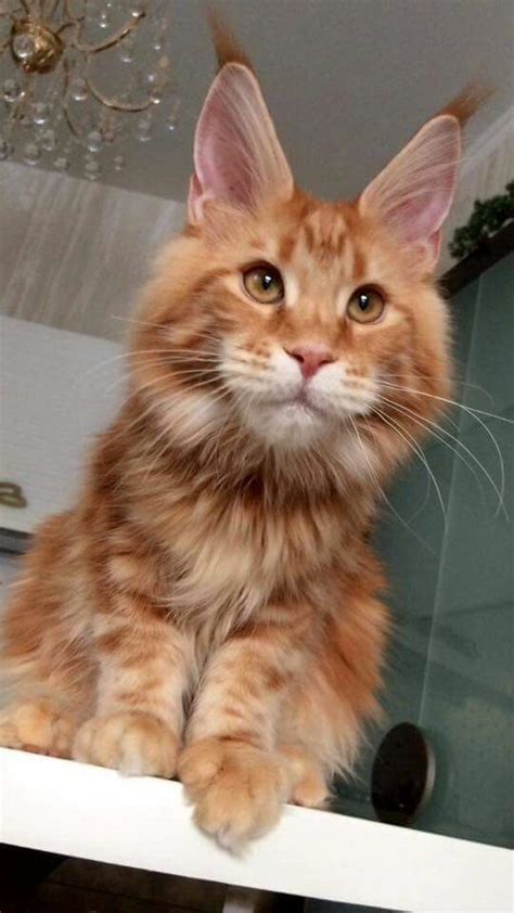 Orange Maine Coon For Adoption Giant Mainecoon Cats Ny