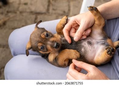 One Month Old Brown Brindle Jack Stock Photo Shutterstock