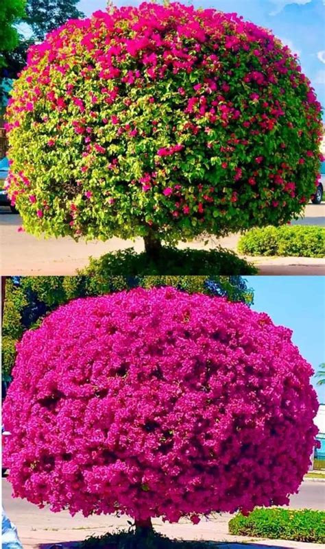 Árbol de bugambilia en Los Mochis se vuelve viral por su belleza | Tus