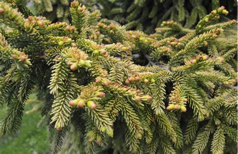 Picea Orientalis Skylands Gardening Plants Directory By Rightplantz Llc