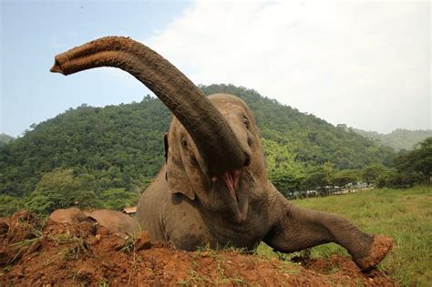 Thailand's elephant whisperer rescues the injured