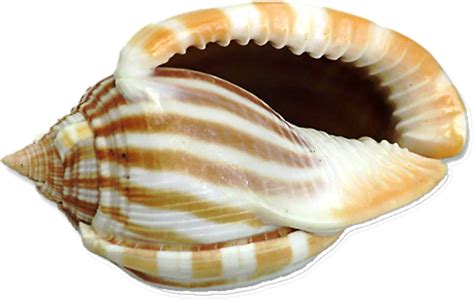 Free Shell Download Free Shell Png Images Free Cliparts On Clipart