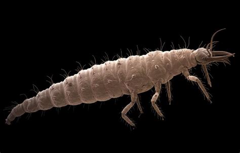 Lacewing Larva Sem By Steve Gschmeissner