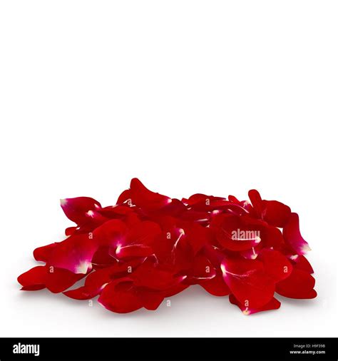 Petals Dark Red Rose Lying On The Floor Isolated Background 3d Render