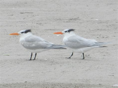 Forster S Tern Sterna Forsteri US TX NGID1555012968 Flickr