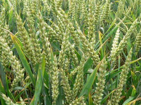 Government Begins Digital Crop Survey In 12 States Agro Spectrum India