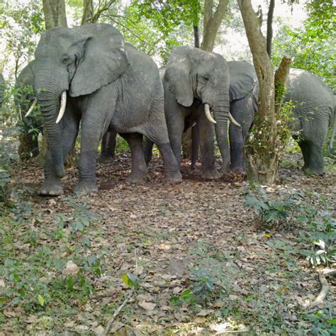 Tropical Rainforest Animals | Virunga National Park