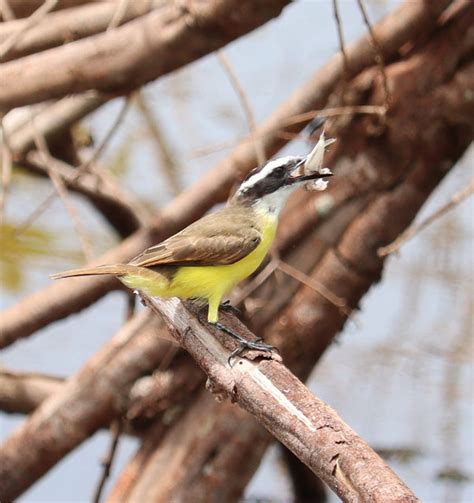 Foto Bem Te Vi Pitangus Sulphuratus Por Marcus V Costa Wiki Aves