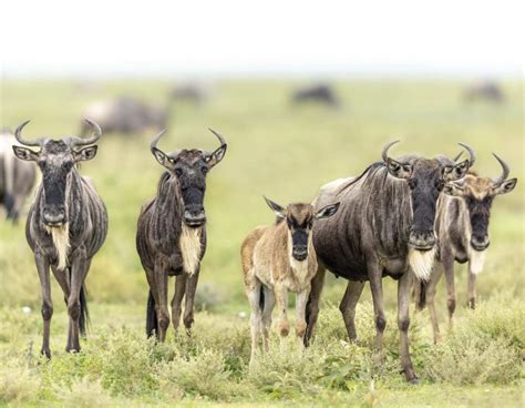 Wildebeest Calving Season 2025 - Best of Serengeti and Ndutu