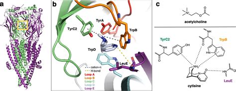 Acetylcholine Receptor Structure