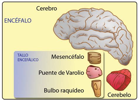 Tallo Cerebral Y Nervios Craneales Mind Map