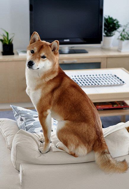 shiba inu. Some sheeba dogs seem to et to medium dog size, others stay so mini! | Shiba inu, Dog ...