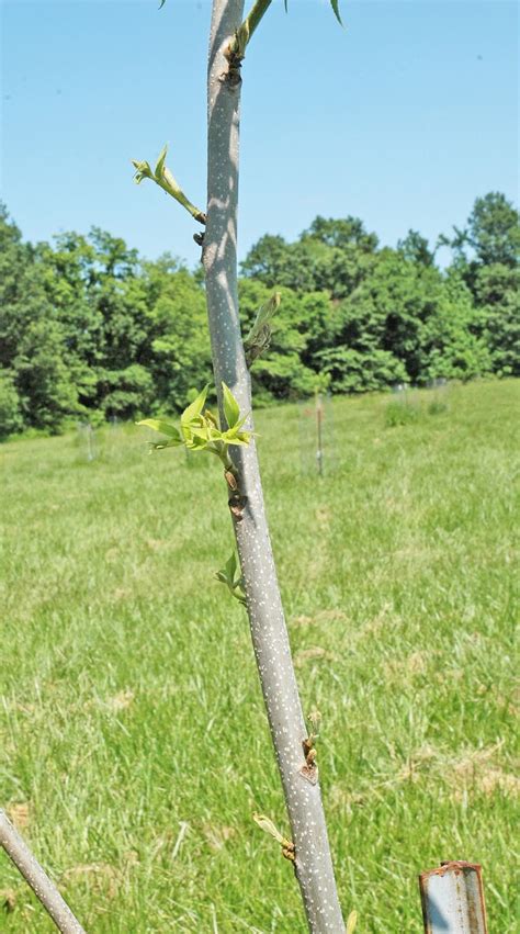 Northern Pecans: Directive pruning a young pecan tree