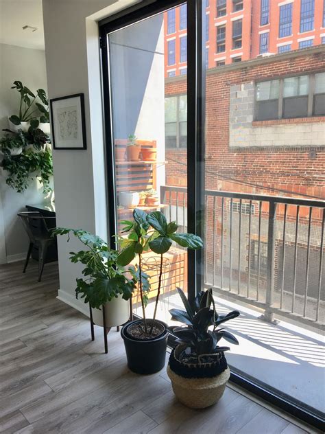 DC Condo Is a Modern Plant-Filled First Home | Apartment Therapy