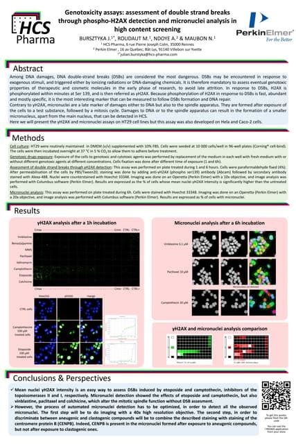 Genotoxicity assays: assessment of double strand breaks through phospho ...