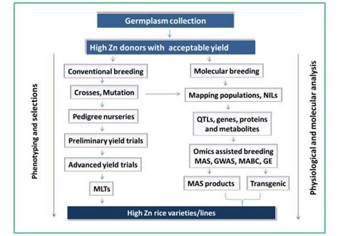 Schematic Diagram Of Breeding Strategies To Develop Biofortified Rice Download Scientific