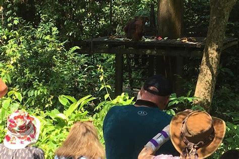 Private Full Day Sepilok Orang Utan Bornean Sun Bear And Rainforest