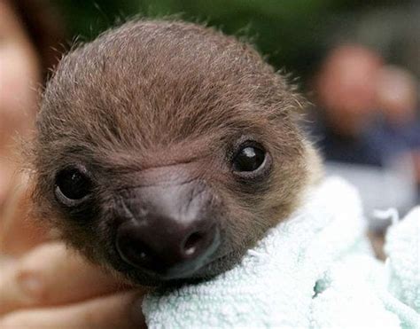 Baby sloth : r/sloths