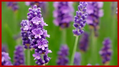 T De Lavanda Beneficios Y Contraindicaciones Hierbasmx