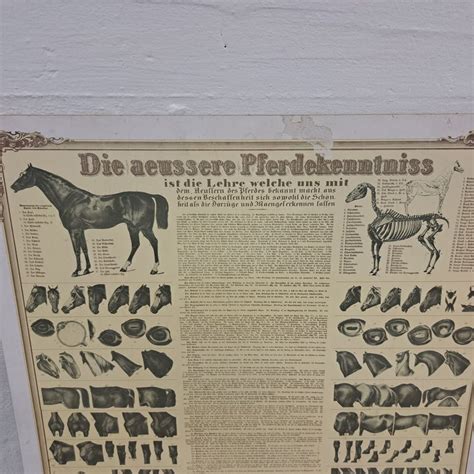 Pferde Anatomie Tafel Vintage Bild Pferd Körperbau Kaufen auf Ricardo