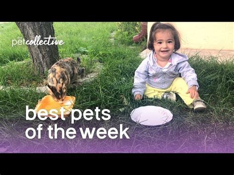 Best Pets Of The Week Copy Cats The Pet Collective Ichaowu 愛潮物