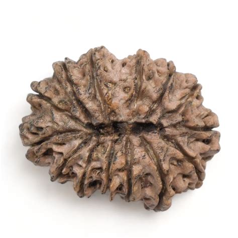 Mukhi Rudraksha Nepal Mm G Fourteen Face Bead