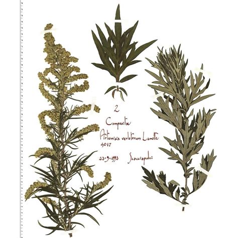 Artemisia Verlotiorum Lamotte Anthosart