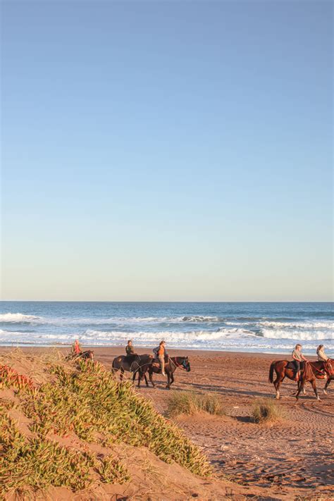 Sea Horses Photos, Download The BEST Free Sea Horses Stock Photos & HD ...