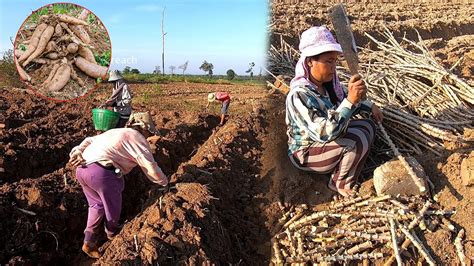 How To Plant Cassava In Cambodia ការដាំដំឡូងមីនៅ កម្ពុជា Youtube