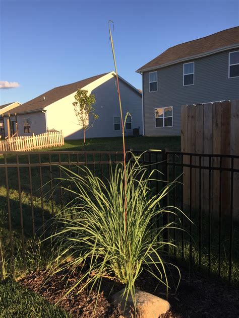 Erianthus Ravennae Hardy Pampas Grass Backyard Neophyte Landscaping