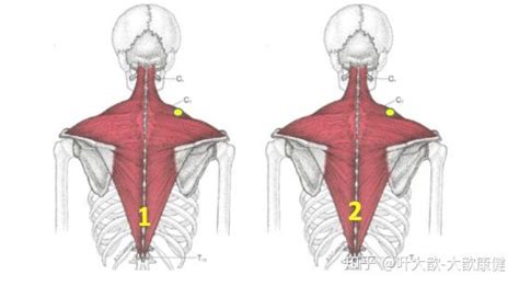 被冤枉的肌肉6：颈部疼痛与斜方肌损伤 知乎