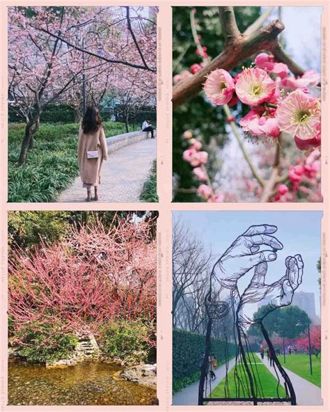 Where to Enjoy Cherry Blossom in Shanghai | That's Mandarin