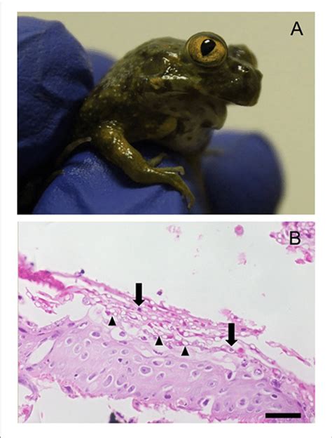 A Chilean Giant Frog Calyptocephalella Gayi Postmetamorph Showing