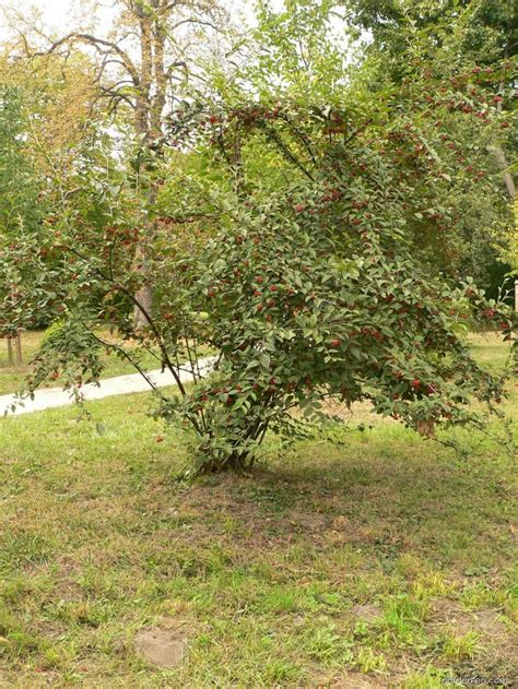 Cotoneaster Bullatus Hollyberry Cotoneaster Garden