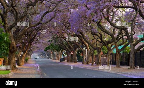 jakaranda trees Stock Photo - Alamy