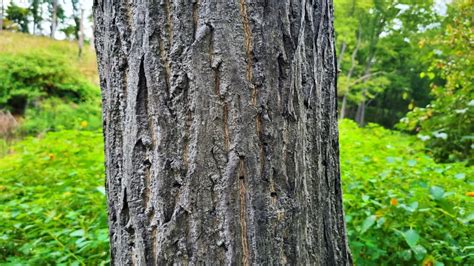 The Butternut Tree – A Total Guide To This Nut-Producing Tree – GrowIt BuildIT