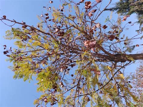 Jacaranda Mimosifolia Nmente Llamado El Jacarand La Jacaranda O