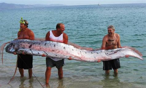 Clocking in at 56 feet, this Oarfish is one of the longest in the world ...