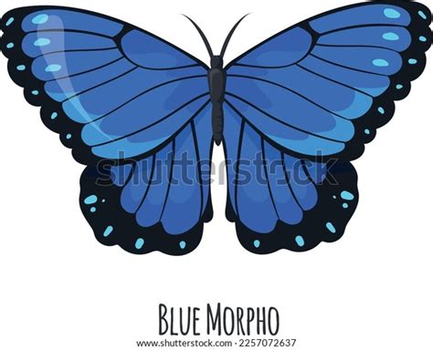 Blue Morpho Butterfly: Over 1.686 Royalty-Free Licensable Stock Vectors ...