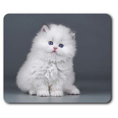 fluffy white kittens