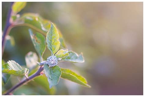 Dreaming Tree Photography: Oak Glen Bridal Shoot | Oak Glen Wedding ...