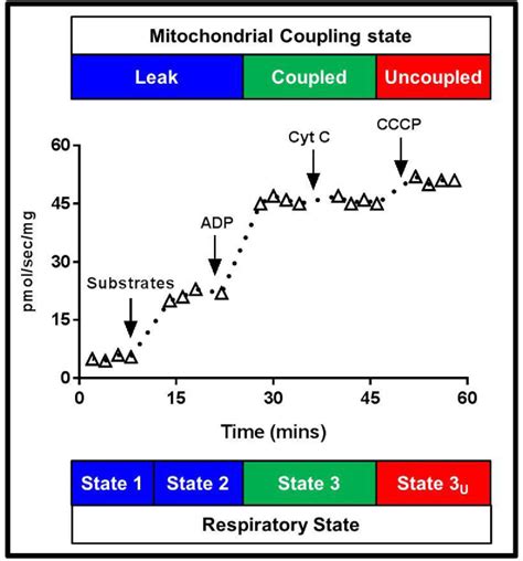 Figure 1 From Differential Acute And Chronic Effects Of Burn Trauma On